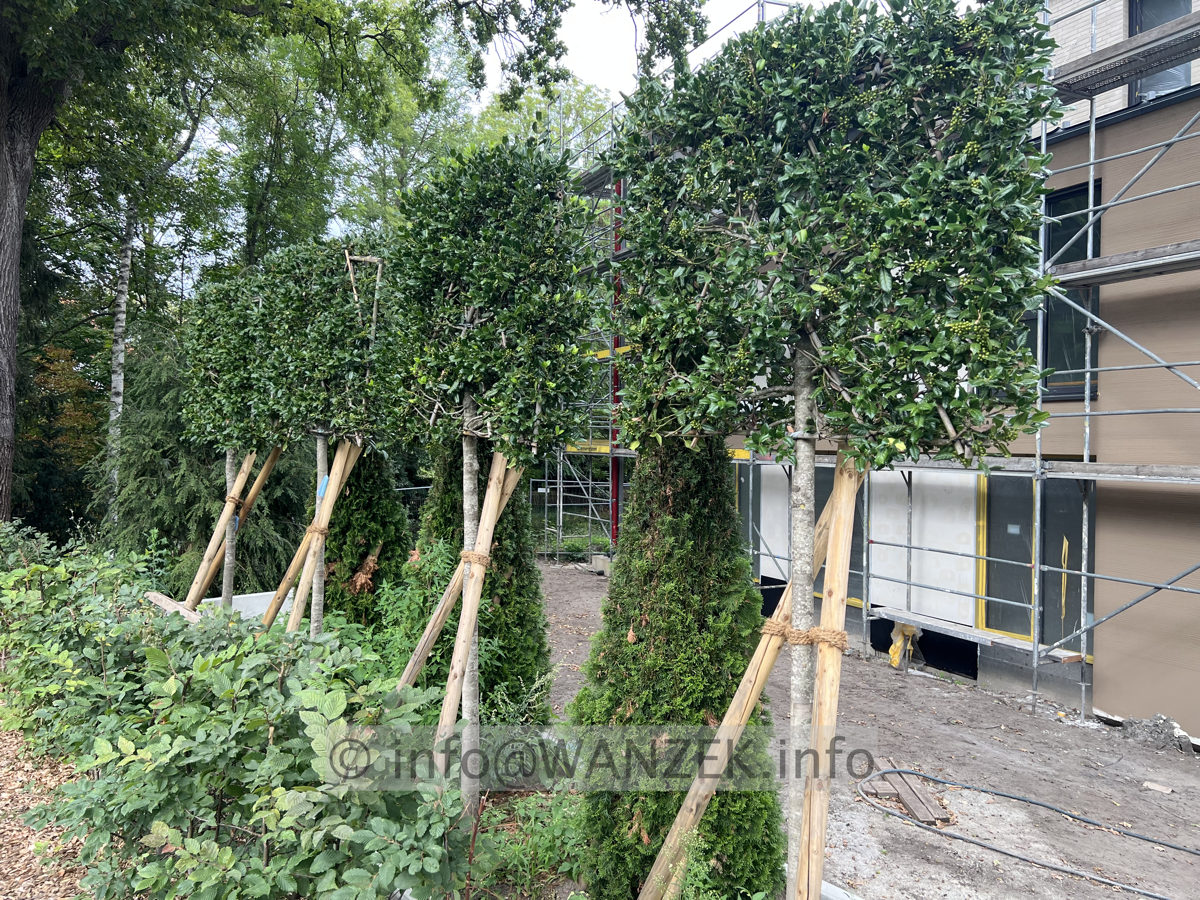 Ilex als Spalier Hochstamm 01.jpg